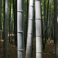 Bamboo