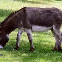 Donkey